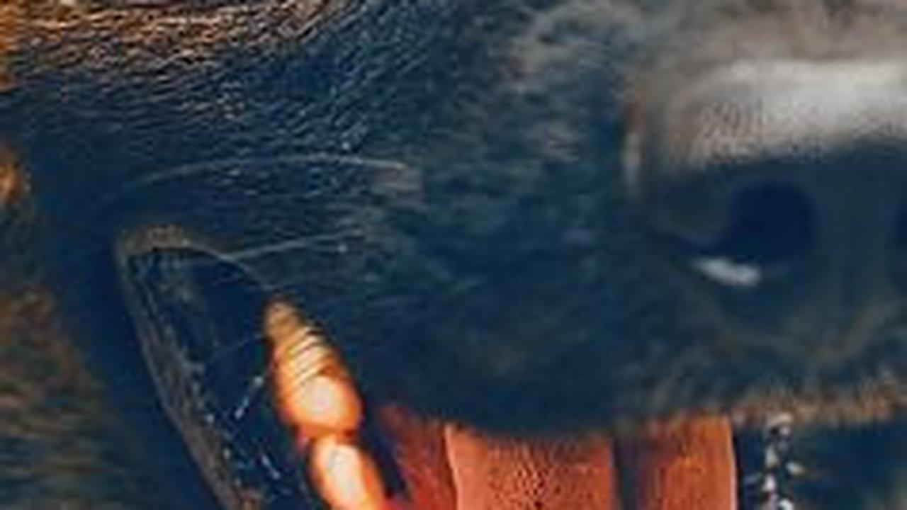 Cara Mencegah Hewan Terkena Rabies, Vaksinasi hingga Sterilisasi