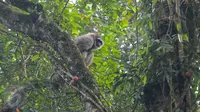 Seekor Owa Jawa berhasil diabadikan gambarnya di Taman Nasional Gunung Pangrango, bohor, Jawa Barat, (24/11). Yayasan Owa Jawa bersama  PT Pertamina EP juga melakukan konservasi bagi hewan yang terancam punah tersebut. (Liputan6.com/Herman Zakharia)