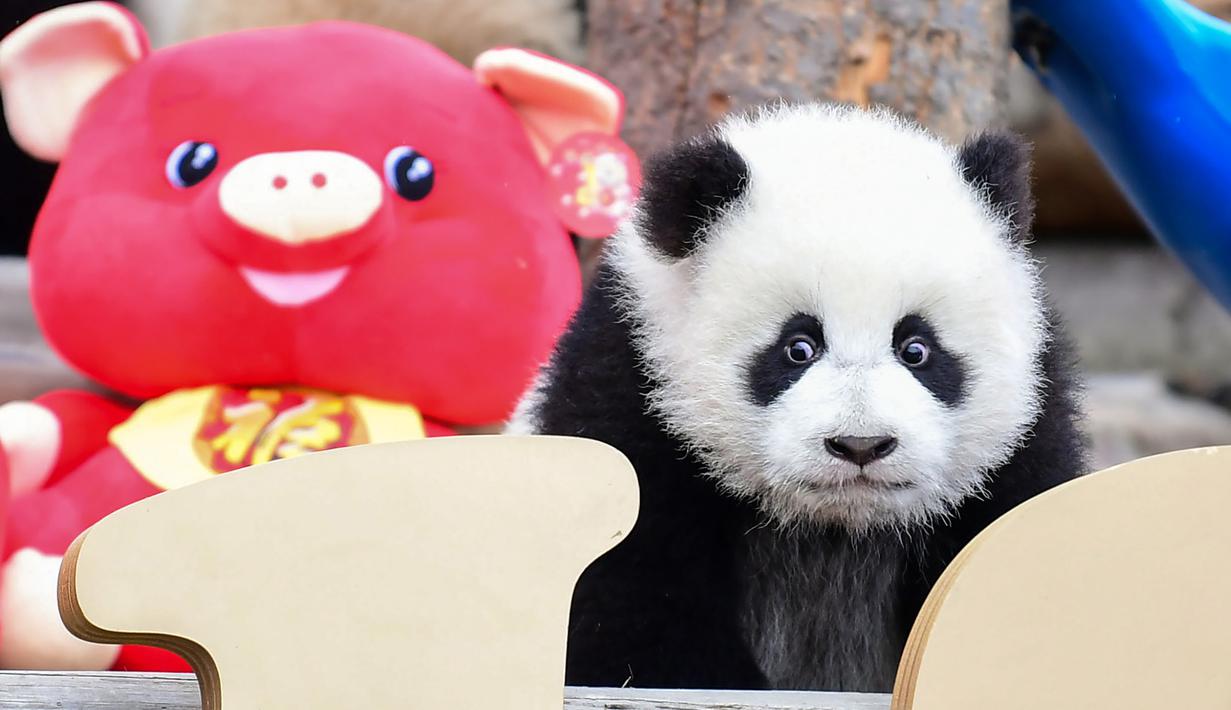 Foto Tingkah Lucu Panda Di China Sambut Imlek Global Liputan6com
