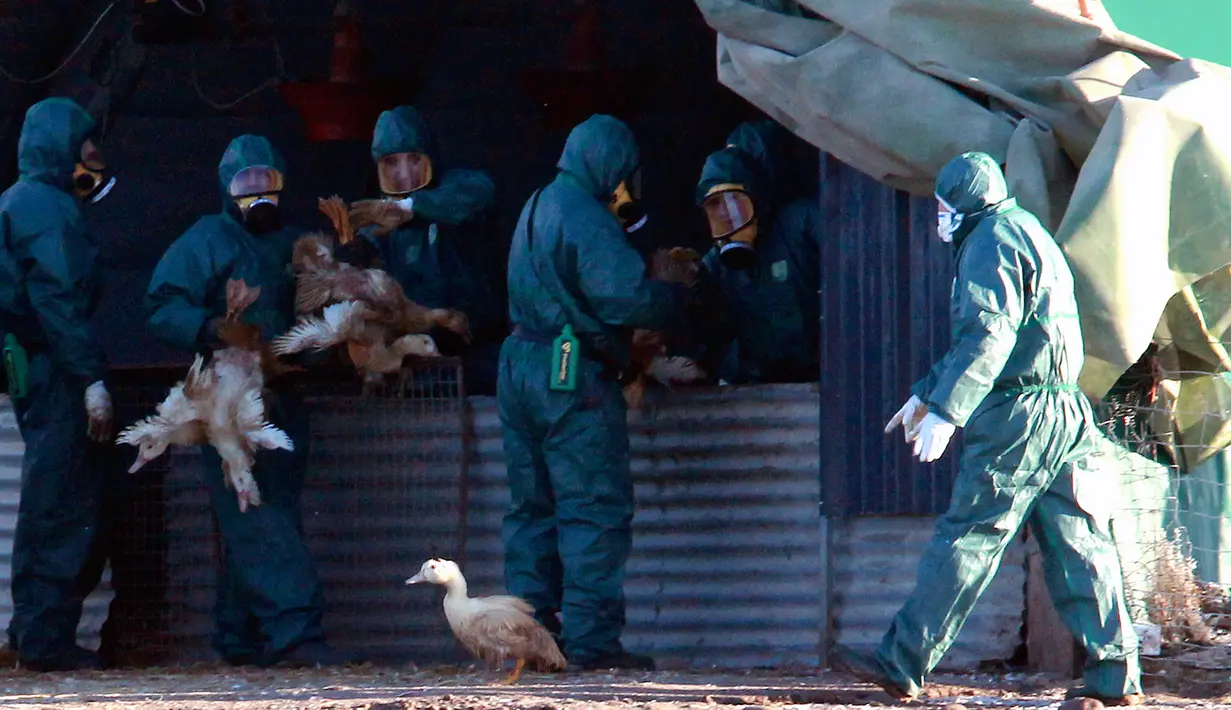 Pekerja mengambil sejumlah bebek untuk dimusnahkan di peternakan unggas di Latrille, Prancis, (6/1). Pemusnahan besar-besaran ini dilakukan di tiga daerah yang paling terpengaruh oleh wabah flu burung. (AP Photo/Bob Edme)