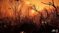 Inilah 10 Kebakaran Hutan Terbesar Sepanjang Sejarah di Dunia