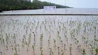 Penanaman mangrove di Kalimantan Barat. (Liputan6.com/ ist)