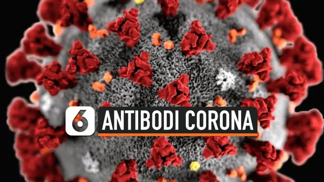 antibodi corona