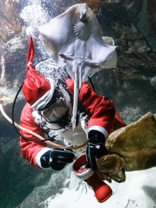 Aksi Chief fishkeeper, Timo Kaminski menyelam mengenakan kostum sinterklas untuk memberi makan ikan di akuarium Multimar Wattforum di Toenning, utara Jerman, Selasa (4/12). Aksi tersebut untuk memeriahkan perayaan Natal. (MARKUS SCHOLZ / DPA / AFP)