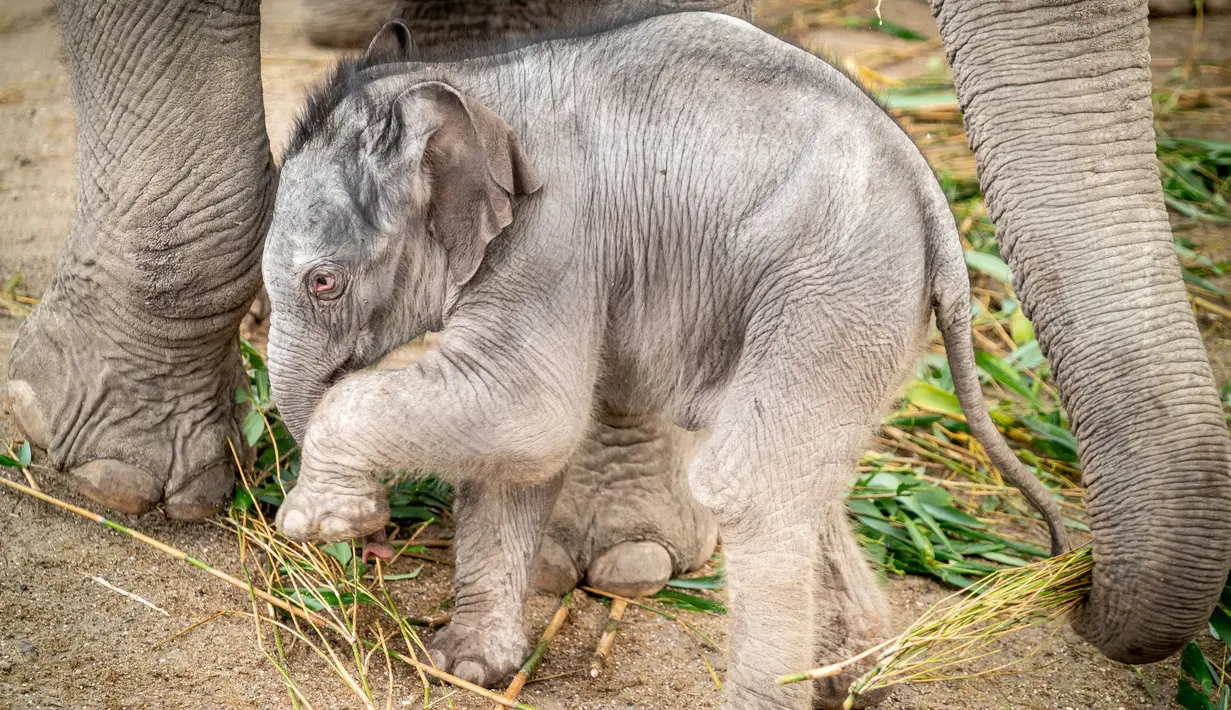 Bayi gajah, Mun berdiri di samping ibunya, gajah Asia berusia 22 tahun, Surin, saat pertama kali berjalan di kandang mereka di Kebun Binatang Kopenhagen, Rabu (7/10/2020). Bayi gajah tersebut lahir pada 1 Oktober 2020 lalu. (Photo by Mads Claus Rasmussen / Ritzau Scanpix / AFP)