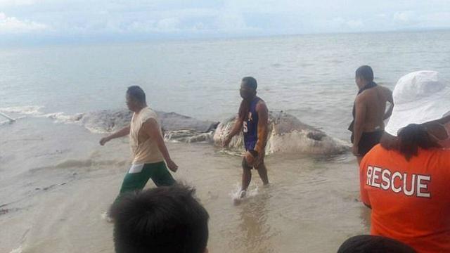 7800 Foto Penampakan Ikan Misterius HD Terbaru