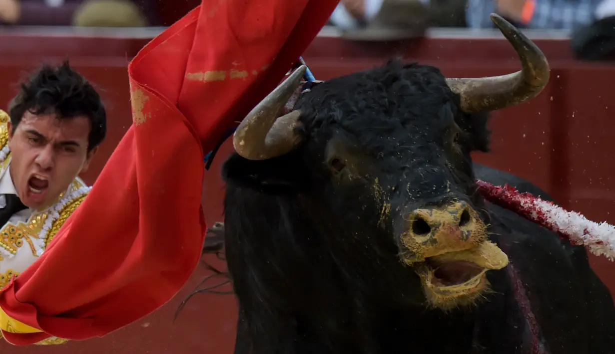 Seorang matador asal Kolombia, Juan de Castilla berusaha menaklukkan banteng di arena laga banteng La Santamaria, Bogota, Kolombia, 28 Januari 2018. (AFP PHOTO / Raul Arboleda)