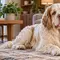 10 Ras Anjing yang Cocok untuk Introvert, Cocok untuk Pencinta Suasana Tenang