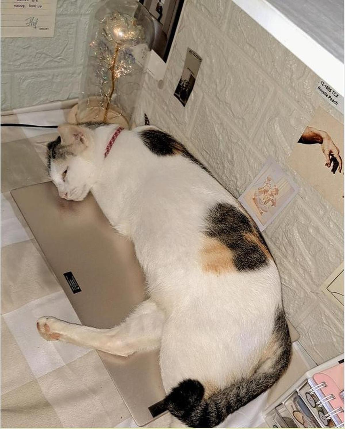 Mengapa Kucing Suka Duduk di Laptop? Ini Penjelasannya