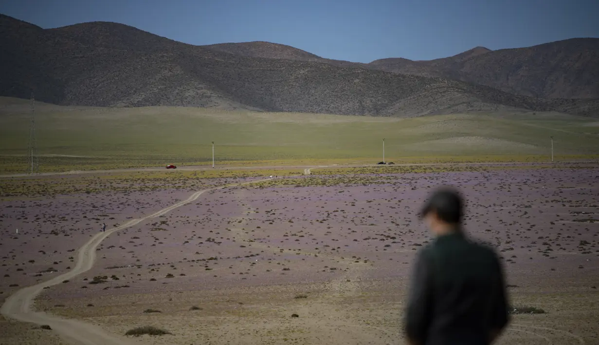 Bunga-bunga bermekaran di gurun Atacama, utara Santiago, Chile, Rabu (13/10/2021). Pada musim hujan yang sangat lebat, fenomena alam yang dikenal sebagai gurun yang berbunga terjadi, membuat benih tanaman yang ada di tanah tiba-tiba berkecambah sekitar dua bulan setelah hujan. (MARTIN BERNETTI/AFP)