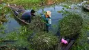 <p>Para petani memanen mimosa air dari perahu di sebuah perkebunan di Phnom Penh, Kamboja, 28 April 2022. Mimosa air adalah hidangan sayuran yang populer di Kamboja. (TANG CHHIN Sothy/AFP)</p>