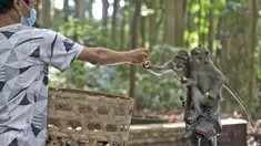 Manajer Operasional Objek Wisata Sangeh Monkey Forest, Made Mohon memberi makan kera dengan kacang sumbangan di Sangeh, Bali, pada 1 September 2021. Sepinya turis di Bali selama pandemi membuat kawanan monyet di Sangeh Monkey Forest kelaparan dan mulai mendatangi pemukiman. (AP/Firdia Lisnawati)