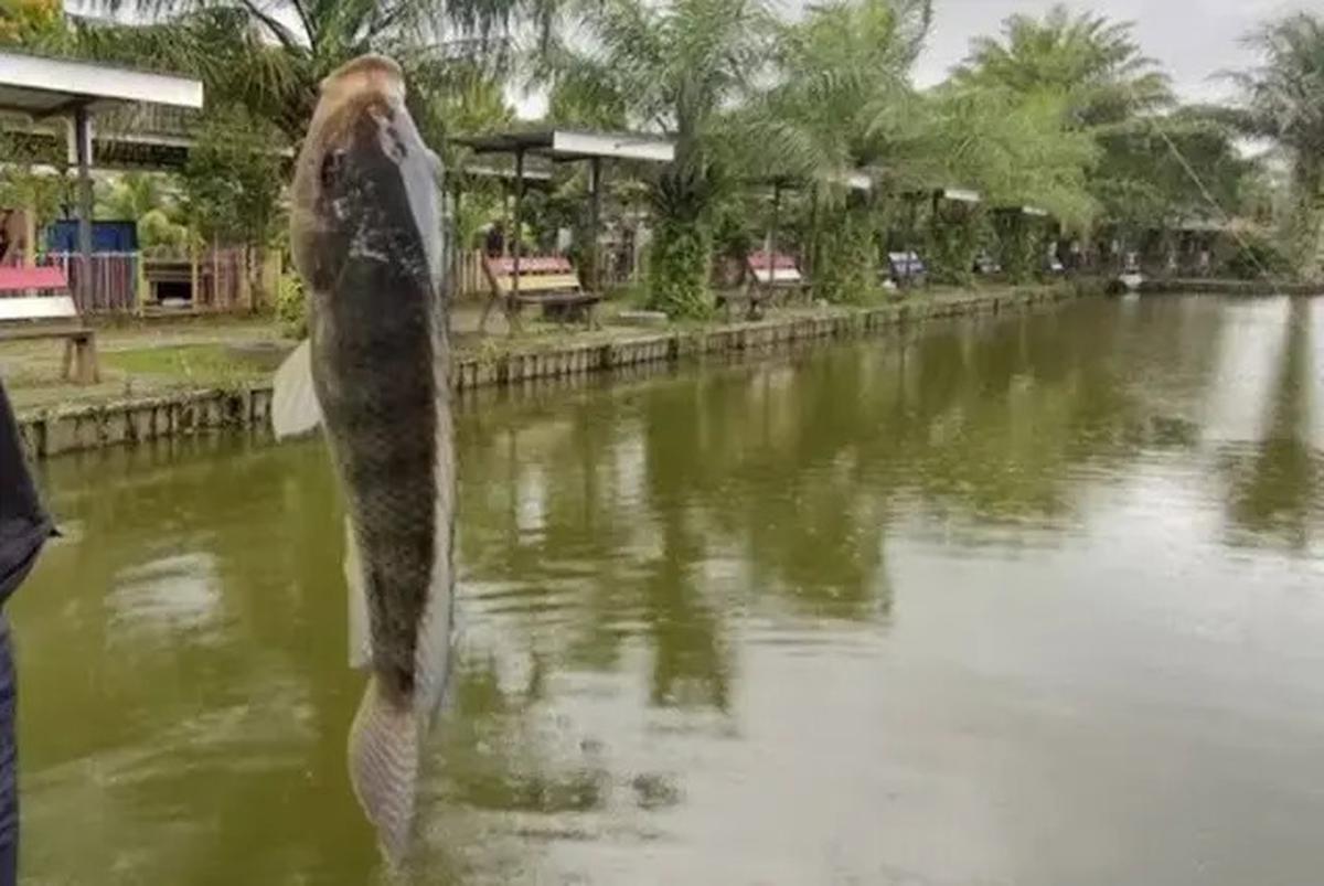11 Rekomendasi Spot Mancing Nyaman 2025 di Samarinda, Bisa Jadi Ide Rekreasi