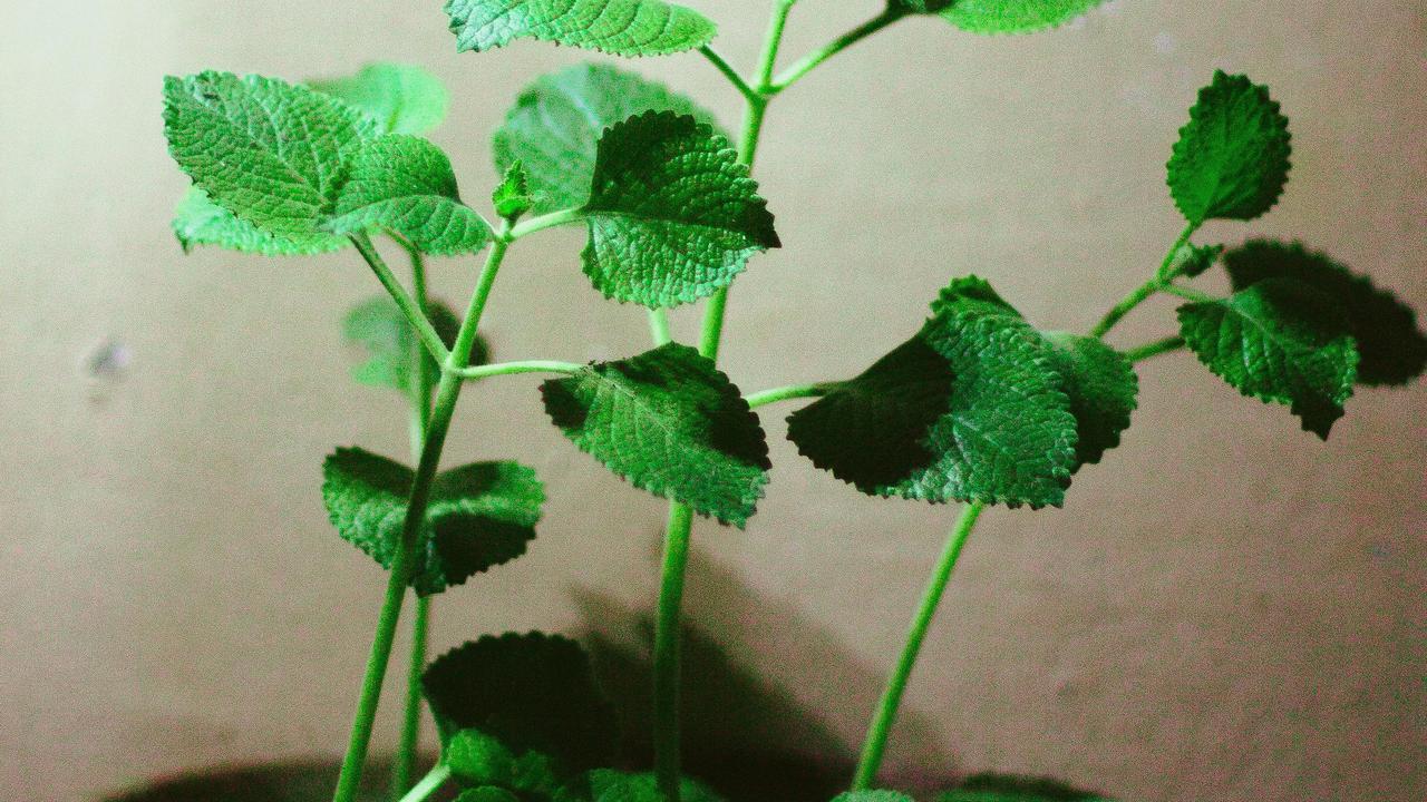 Oregano