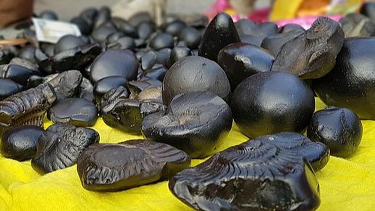 Langka dan Terancam Punah