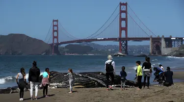 Para pengunjung pantai melihat Paus Humpback remaja yang mati di Pantai Baker di San Francisco, California (21/4/2020). Para ilmuwan dengan Pusat Mamalia Laut melakukan necropsy parsial pada Paus Bungkuk Humpback remaja yang membusuk di dekat Jembatan Golden Gate. (Justin Sullivan/Getty Images/AFP)