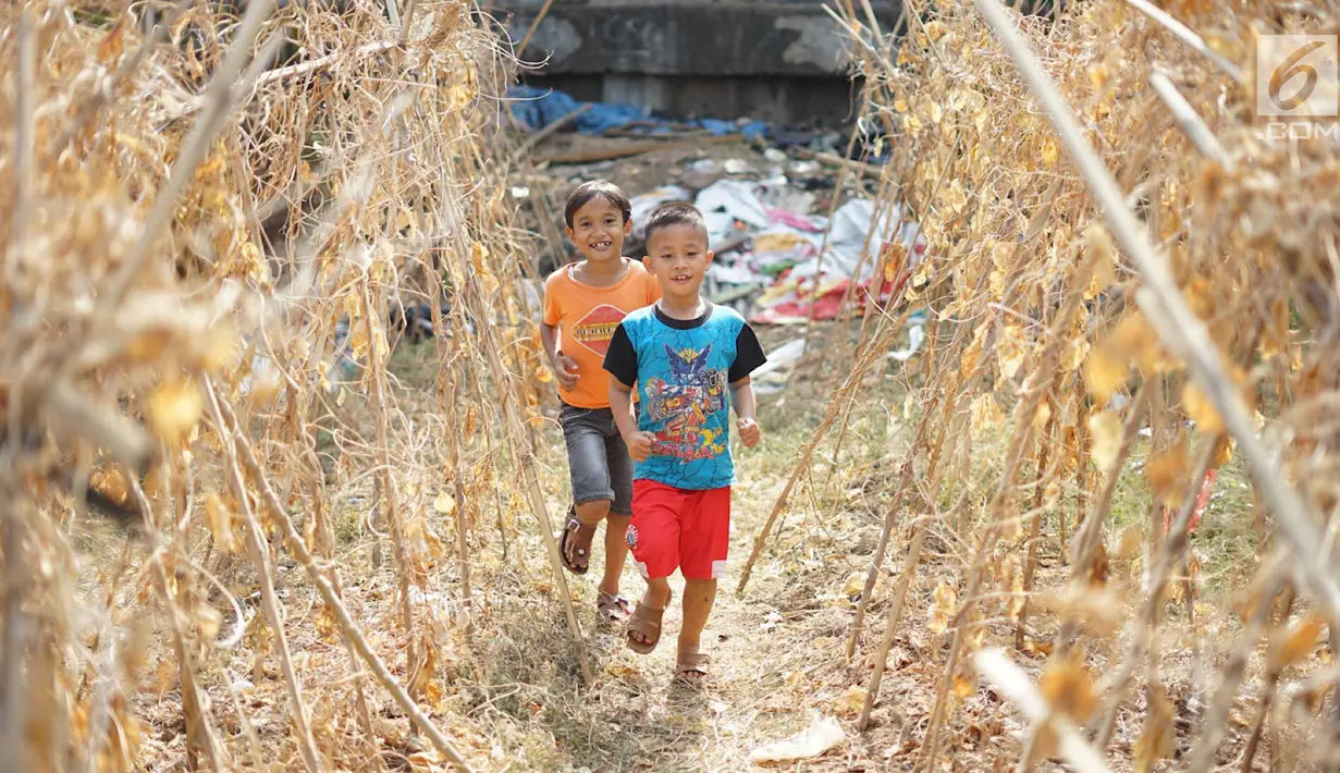 Anak-anak bermain di sekitar tanaman yang mengering bantaran kanal banjir barat (KBB), Jakarta, Kamis (25/7). Musim kemarau panjang yang terjadi di Ibu Kota menyebabkan pekarangan warga di sepanjang KBB mengalami kekeringan. (Liputan6.com/Immanuel Antonius)