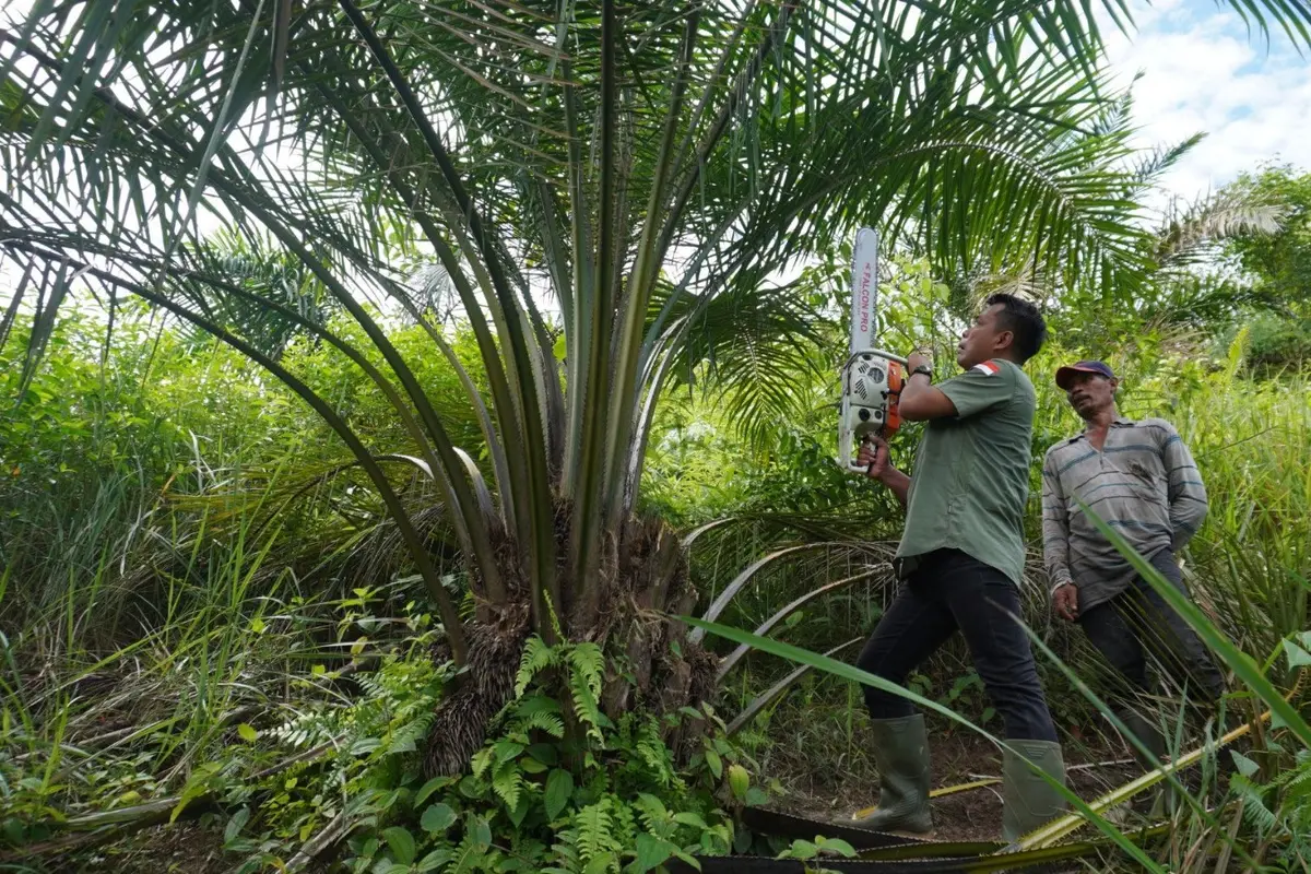 Sawit ilegal di Taman Nasional Gunung Leuser ditebang. (Liputan6.com/Reza Efendi)