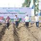 Kegiatan panen dan tanam tebu melalui program Petani Makmur di lahan percontohan Demonstration Plot (Demplot) di Malang Jawa Timur. (Dok ID Food)
