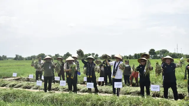 Panen Raya, Mentan SYL dan Wamendag Lepas Pasokan Bawang Merah ke Ibu Kota