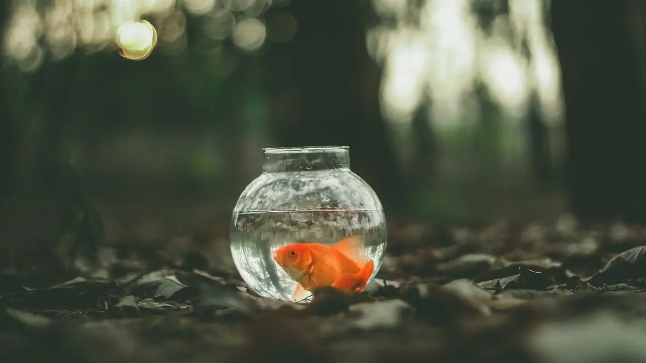 Ilustrasi ikan mas