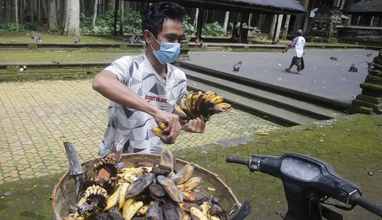 Pekerja menyiapkan pisang untuk memberi makan kera di Hutan Monyet Sangeh di Sangeh, Bali, pada 1 September 2021. Monyet-monyet di Sangeh Monkey Forest mulai mendatangi pemukiman warga, karena wisatawan yang biasanya memberi mereka makanan tidak kunjung terlihat selama pandemi. (AP/Firdia Lisnawati)