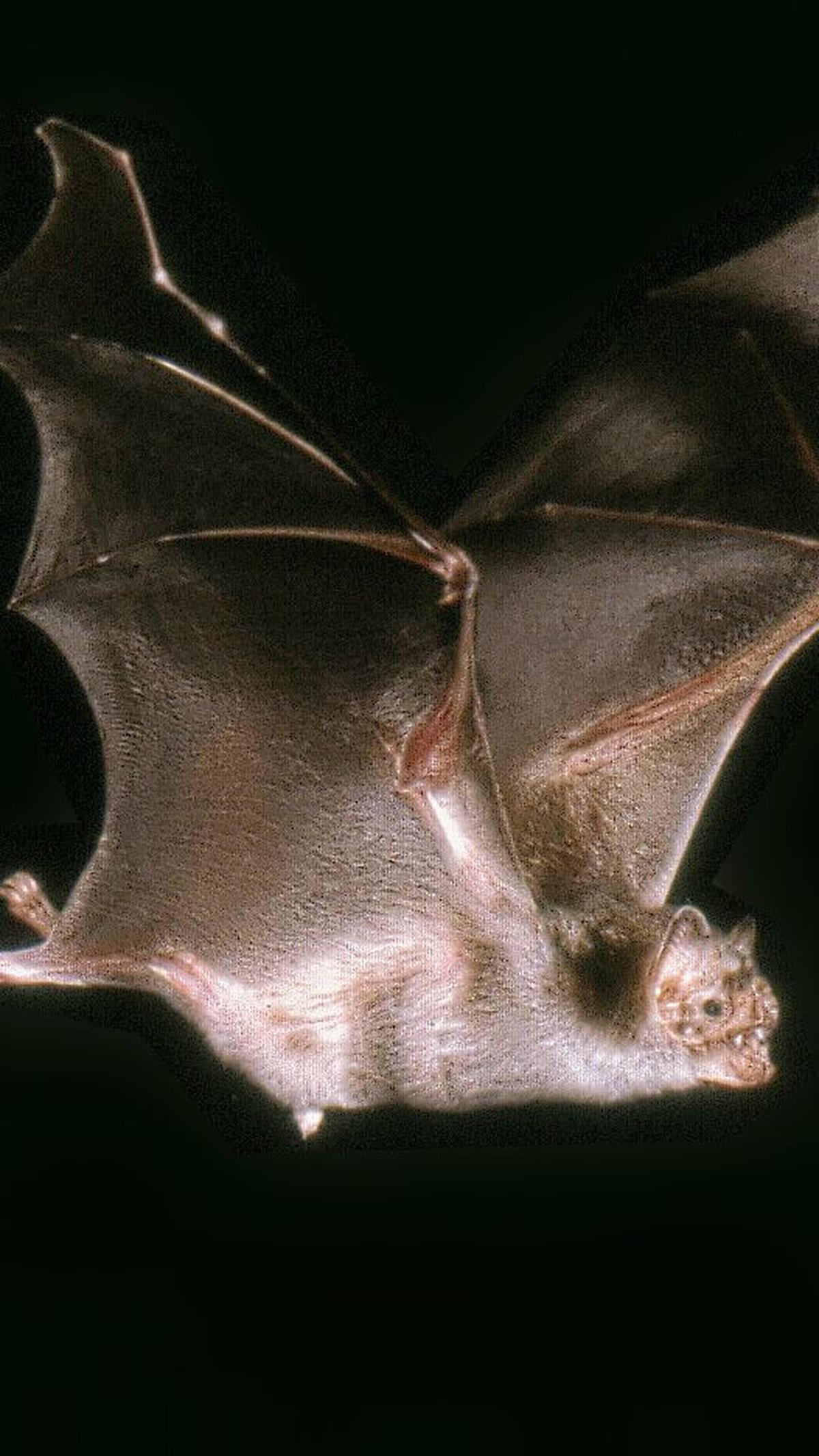 1. Kelelawar Vampir