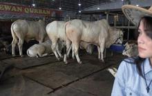 Uang suap SHS dibelikan hewan kurban
