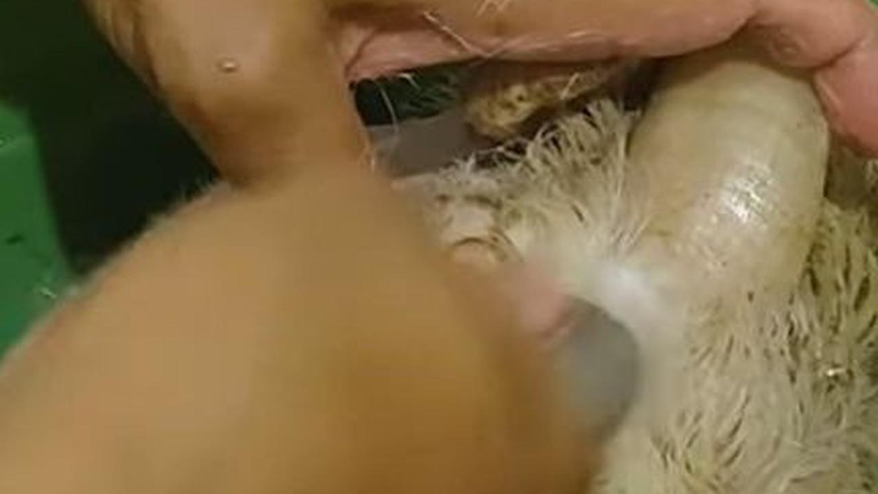 Kerok Kepala Belakang