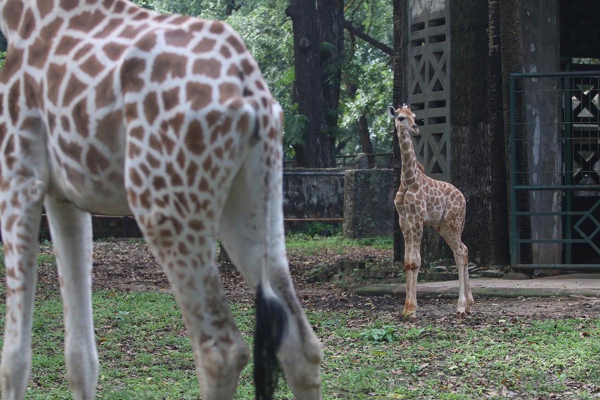Rajaka, anak jerapah di Taman Margasatwa Ragunan