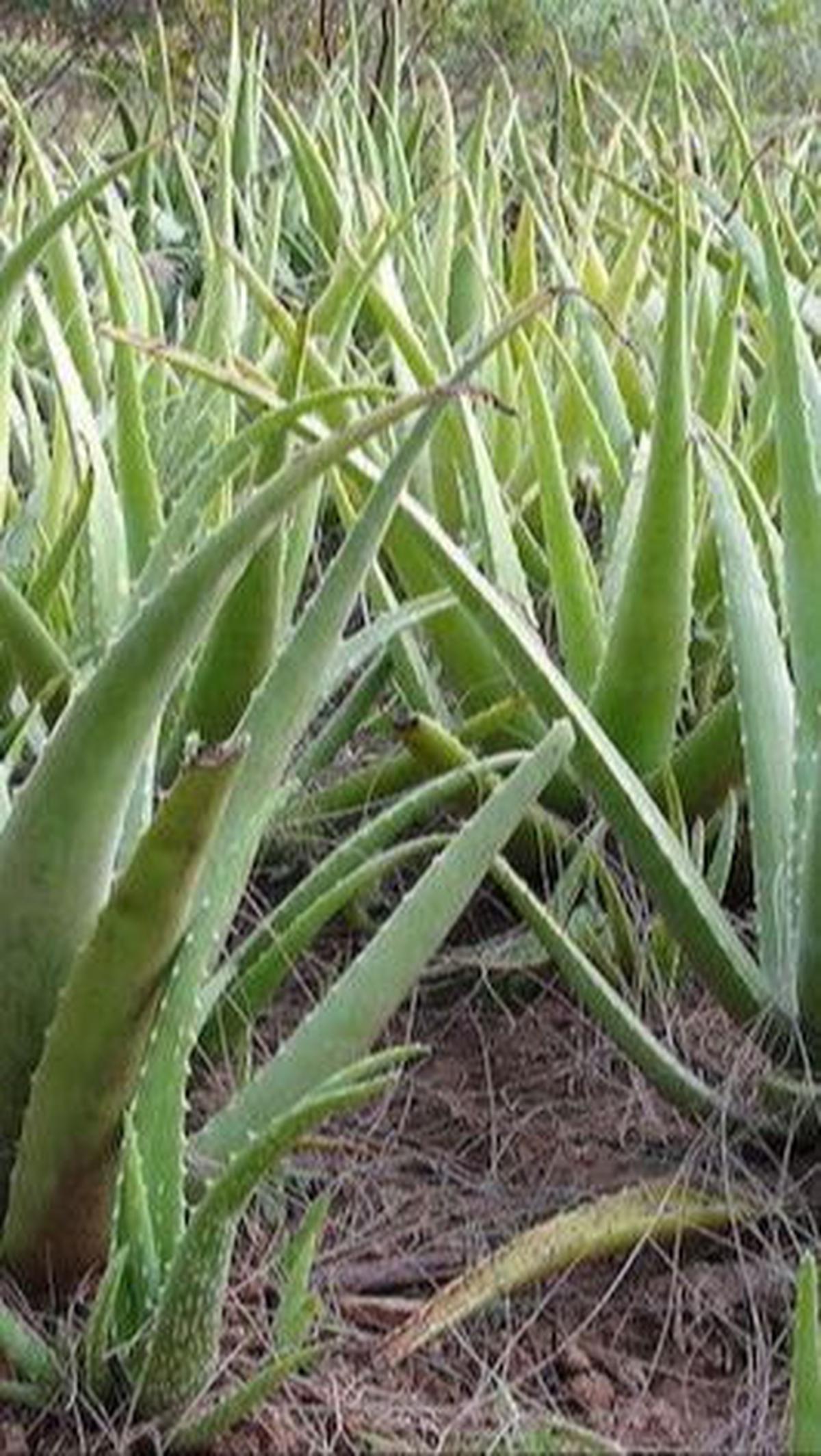 Lidah Buaya<br>