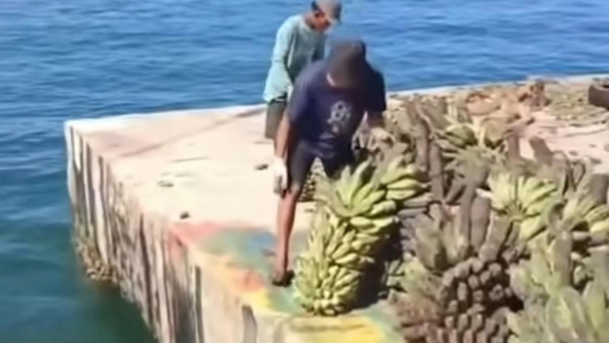 4 Ribu Penduduk Pulau Enggano Terisolasi dan Sekarat, Hasil Panen Membusuk Tak Ada Kapal Pengangkut
