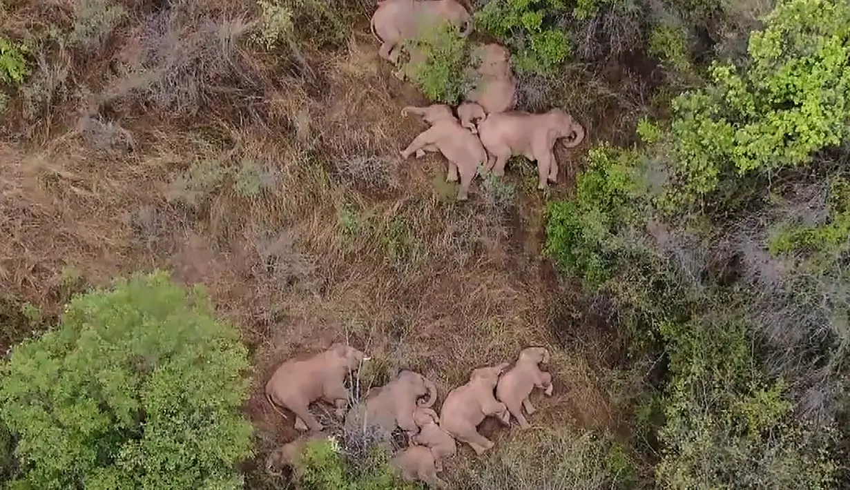 Gambar yang diambil dari video yang dirilis oleh China Central Television (CCTV) pada 7 Juni 2021 menunjukkan gajah, bagian dari kawanan yang telah mengembara 500 kilometer ke utara dari habitat aslinya, beristirahat di hutan dekat Kunming, di provinsi Yunnan barat daya China. (CCTV / AFP)