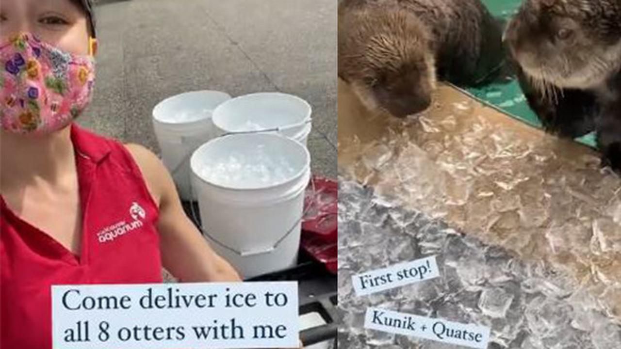 Nadine Trottier mengantarkan es untuk berang-berang