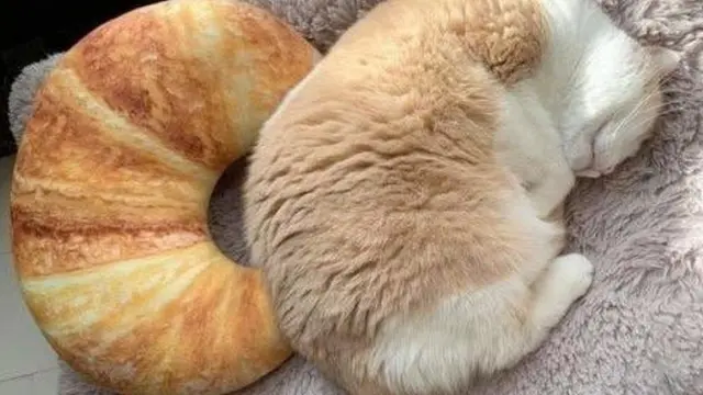 7 Potret Kucing Mirip Makanan, Bikin Ngiler Jadinya