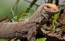 Biawak Panjang 2 Meter di Thailand Mangsa Bayi yang Ditelantarkan Ibunya, Petugas Temukan Sisa-sisa Tubuhnya