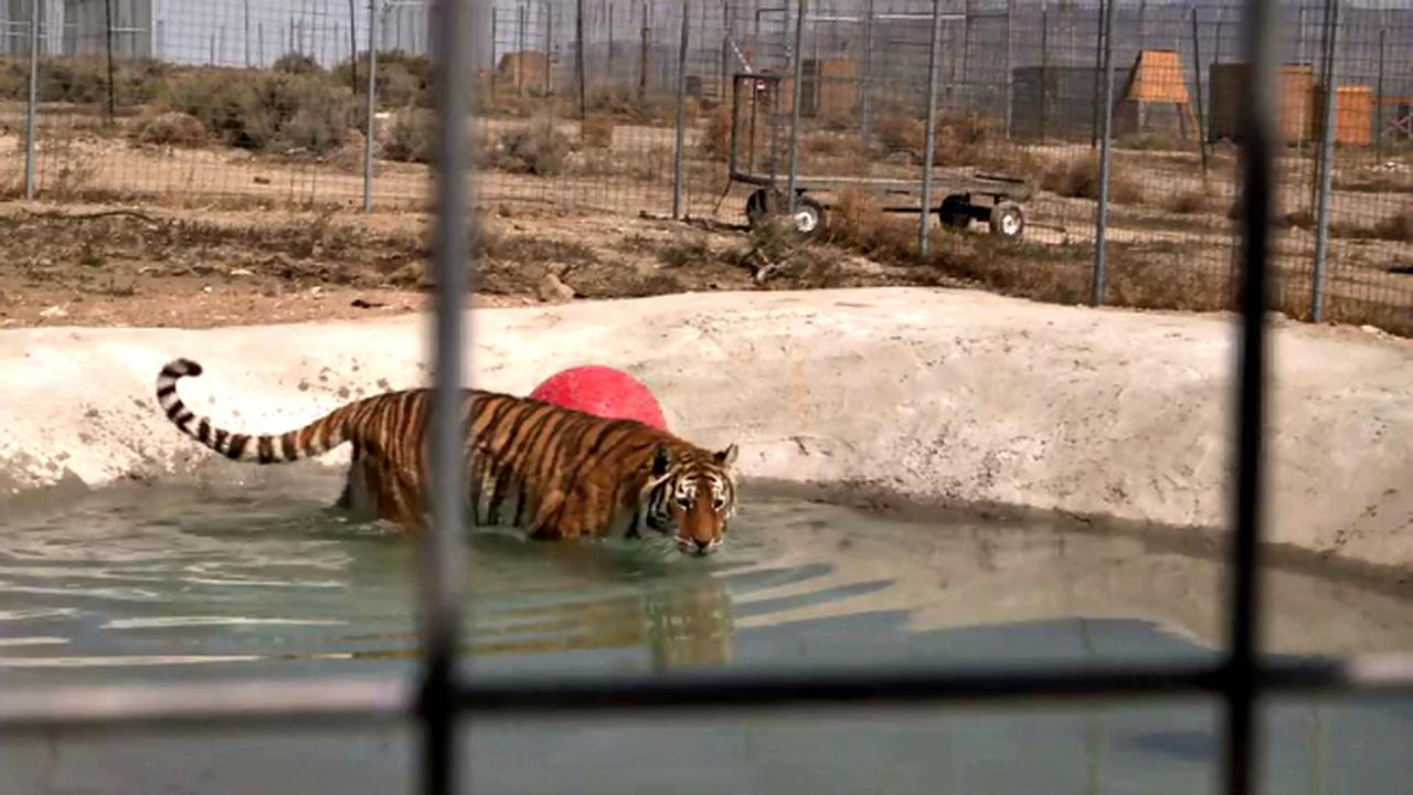 Kegembiraan Macan di Kolam Renang 