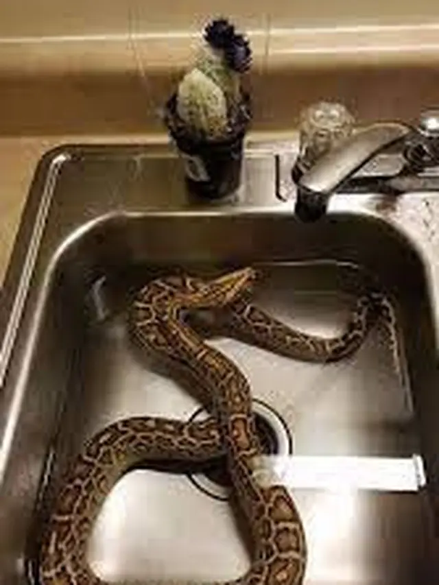 6 Momen Bikin Kaget Ketemu Ular di Dapur, Enggak Jadi Masak