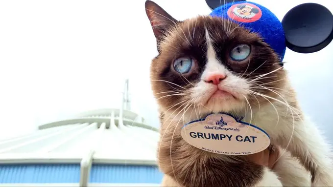 15 Inspirasi Nama Kucing Peliharaan Diambil dari Kartun Disney