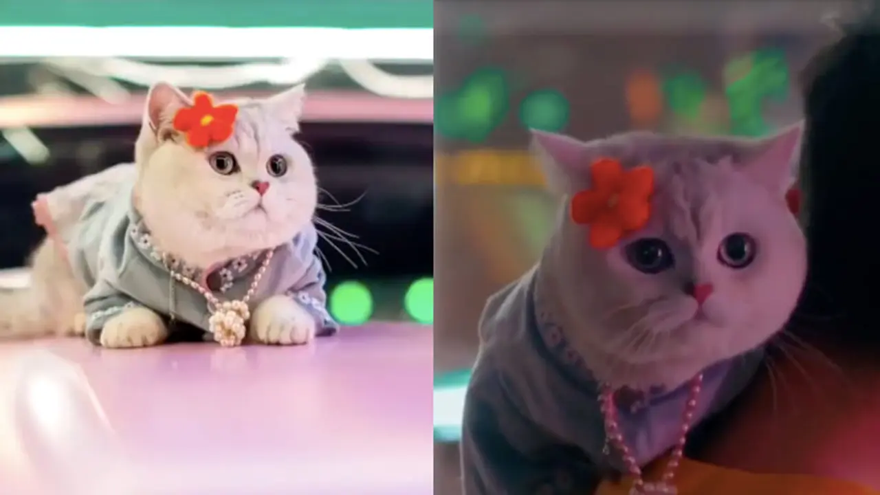 Potret Gemas Mao Mao, Model Kucing yang Dapat Upah Hingga Rp 22 Juta Sekali Tampil