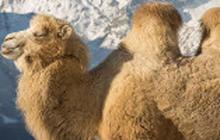 Ilmuwan Ungkap Penyebab Punahnya Unta Raksasa Berpunuk Dua yang Hidup di Mongolia 27.000 Tahun Lalu