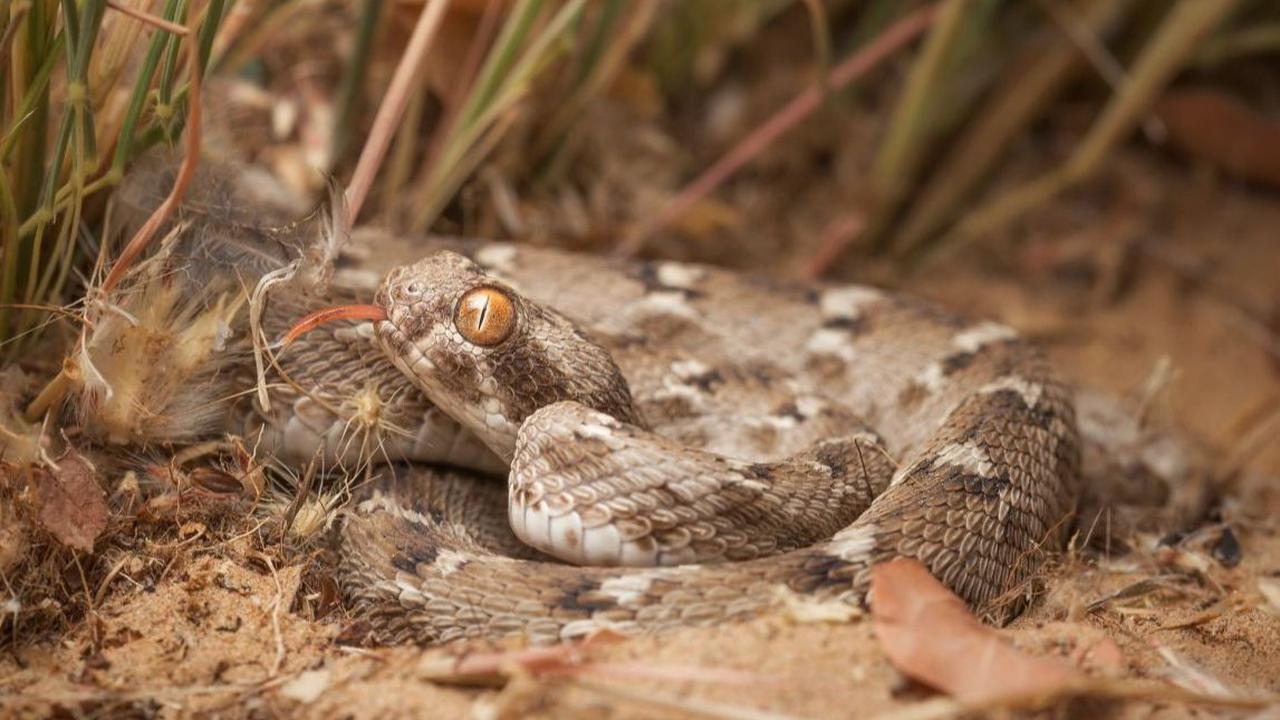 6. SAW-SCALED VIPER