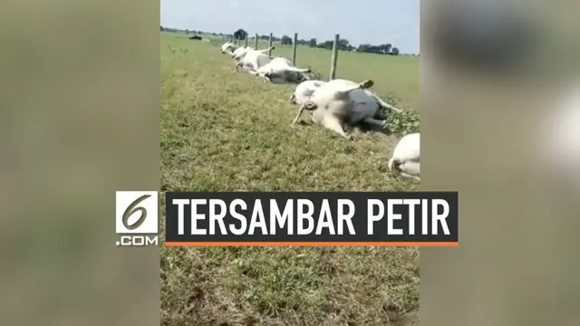 Sebuah video menunjukkan 23 sapi mati tersambar petir setelah badai melanda Texas. Puluhan sapi itu mengalami luka bakar pada perut.