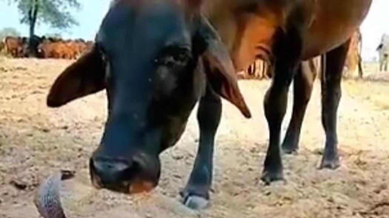 Langka! Ular Ganas Bersahabat dengan Sapi, Begini Momen Keakrabannya