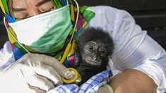 Dokter hewan memeriksa kondisi kesehatan bayi siamang (Symphalangus syndactylus) di kandang rehabilitasi BKSDA, Banda Aceh, Aceh, Kamis (13/9). Sejak 2014 BKSDA Aceh telah merawat lima bayi siamang yang diduga akan diperdagangkan (AFP/CHAIDEER MAHYUDDIN)