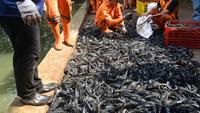 Petugas Sudin Ketahanan Pangan, Kelautan dan Pertanian Jakarta Selatan menangkap ikan sapu-sapu di kawasan Setu Babakan. (merdeka.com/Arie Basuki)