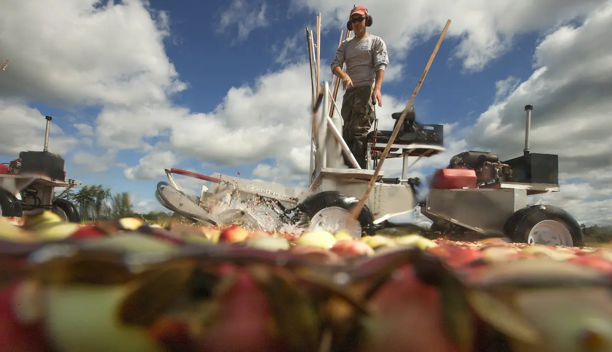 Cass Gilmore memanen cranberry di sebuah rawa di Gilmore Perusahaan Cranberry di Carver, Massachusetts, AS, Senin (14/9). Menurut Asosiasi Petani Cape Cod Cranberry, sekitar 200 juta cranberry tumbuh setiap tahun di Massachusetts.  (REUTERS/Brian Snyder)