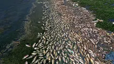 Gambar udara menunjukkan ikan mas mati mengapung ke waduk al-Qaraoun di Distrik Beqaa Barat, Lebanon pada 29 April 2021. Berton-ton ikan mati terdampar di sebuah waduk yang sangat tercemar dalam beberapa hari terakhir. (JOSEPH EID / AFP)