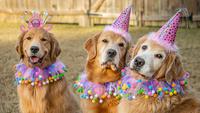 80 Dog Birthday Wishes and Captions for Your Best Fur-ends