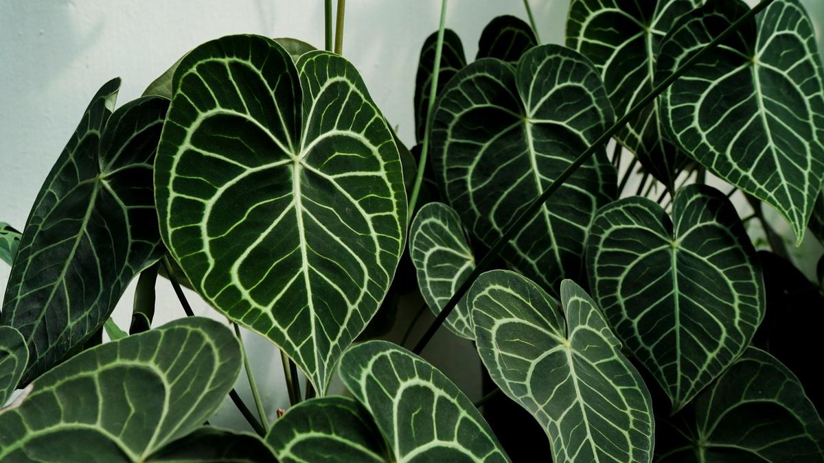 Anthurium